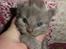 Maine Coon Blackangel's Magby
