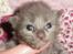 Maine Coon Blackangel's Cleffa