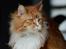 Maine Coon Timitas Danish Dynamite