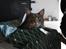 Maine Coon Bobby (hvil i fred <3)