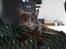 Maine Coon Bobby (hvil i fred <3)