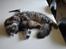 Maine Coon Bobby (hvil i fred <3)