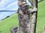 Maine Coon Bobby (hvil i fred <3)