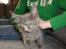 Maine Coon Blackangel's Cleffa