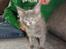 Maine Coon Blackangel's Magby