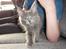 Maine Coon Blackangel's Magby