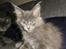 Maine Coon Blackangel's Magby