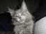 Maine Coon Blackangel's Magby