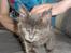 Maine Coon Blackangel's Cleffa