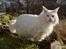 Maine Coon DK Napaloma`s Ghost