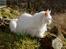 Maine Coon DK Napaloma`s Ghost