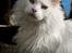 Maine Coon DK Napaloma`s Ghost