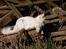 Maine Coon DK Napaloma`s Ghost