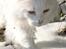 Maine Coon DK Napaloma`s Ghost