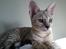 Savannah VikingSavannahs"SHEBA"