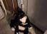 Huskat McGonagall