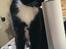 Huskat McGonagall