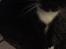 Huskat McGonagall