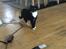 Huskat McGonagall