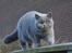 British Shorthair Guddi(Petrines Gurli)