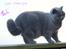 British Shorthair Guddi(Petrines Gurli)