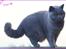 British Shorthair Guddi(Petrines Gurli)