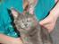 Maine Coon Blackangel's Magby