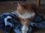 Maine Coon Timitas Danish Dynamite