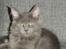 Maine Coon Blackangel's Magby