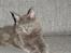 Maine Coon Blackangel's Magby