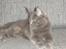 Maine Coon Blackangel's Magby