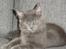 Maine Coon Blackangel's Magby