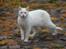 Huskat Snebold