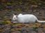 Huskat Snebold