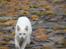 Huskat Snebold