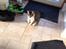 Huskat Mille