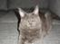 Maine Coon Blackangel's Magby