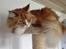 Maine Coon Timitas Danish Dynamite