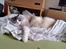 Ragdoll Diva