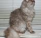 Selkirk Rex  QGC og international champion Tzari Partytrooper