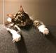 Maine Coon Darling Nala