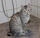 Kurilean Bobtail CH. (N)RGJ Cat`s Darmojed