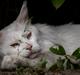 Maine Coon DK Napaloma`s Ghost