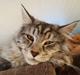 Maine Coon Bumle