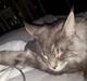 Maine Coon Bounty (DK Nanice Charlie)