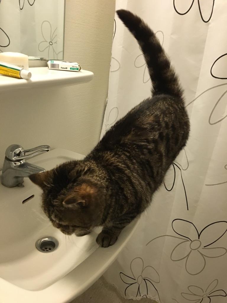 British Shorthair Mitzi ( tidligere Askepot ) billede 11