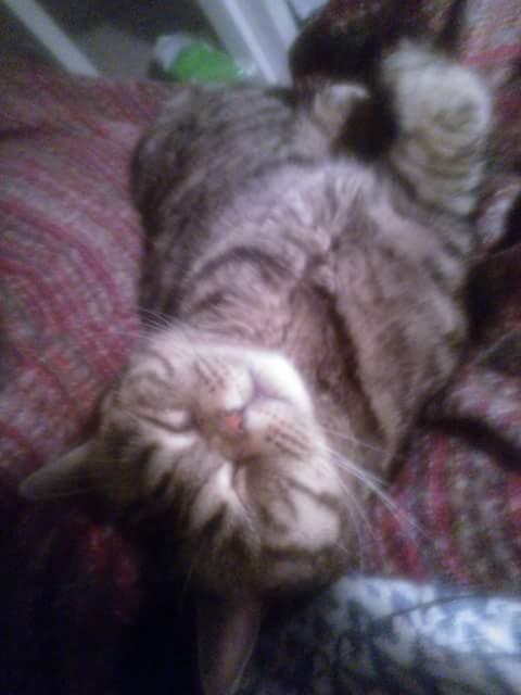 British Shorthair Mitzi ( tidligere Askepot ) billede 12