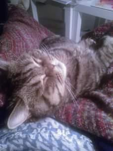 British Shorthair Mitzi ( tidligere Askepot ) billede 13