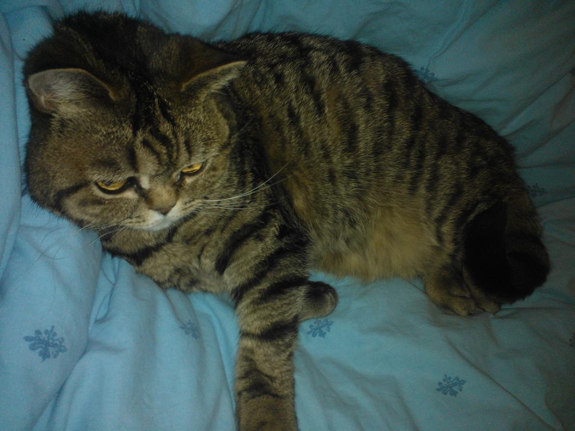 British Shorthair Mitzi ( tidligere Askepot ) billede 14