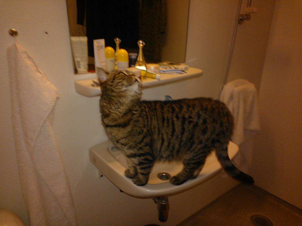 British Shorthair Mitzi ( tidligere Askepot ) billede 15